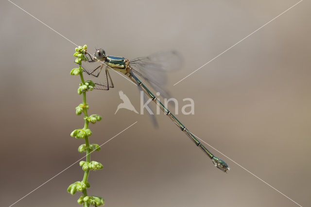 Oostelijke houtpantserjuffer (Lestes parvidens)