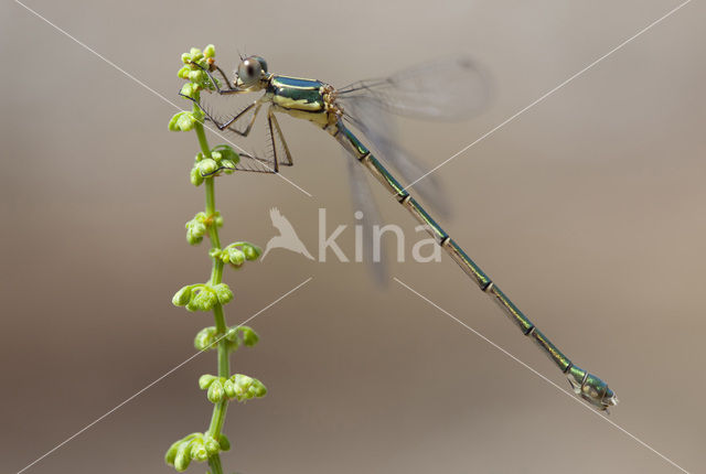 Oostelijke houtpantserjuffer (Lestes parvidens)