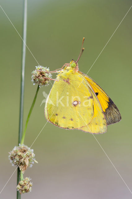 Clouded Yellow (Colias croceus)