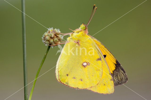 Oranje luzernevlinder (Colias croceus)