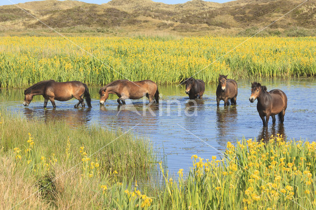 Horse (Equus spp)