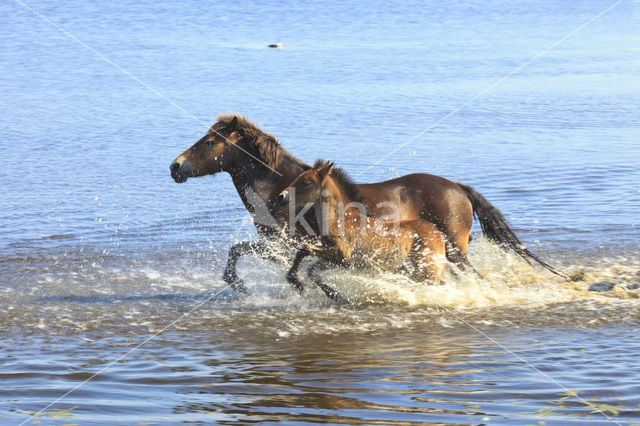 Horse (Equus spp)