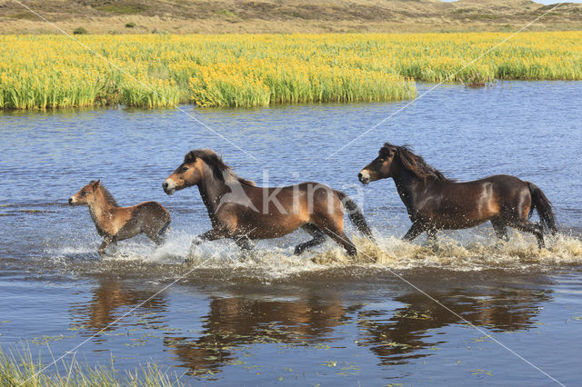 Paard (Equus spp)