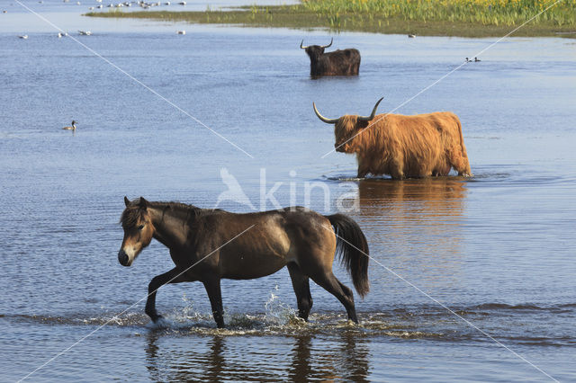 Paard (Equus spp)