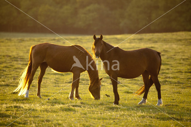 Horse (Equus spp)