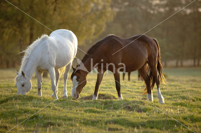 Paard (Equus spp)