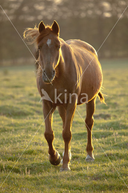 Paard (Equus spp)