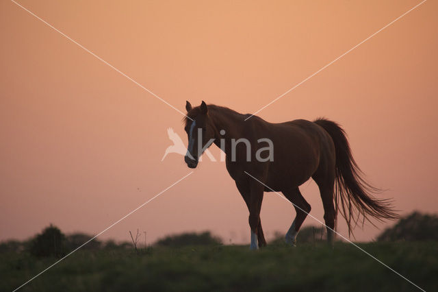 Paard (Equus spp)