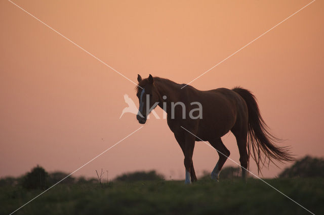 Horse (Equus spp)