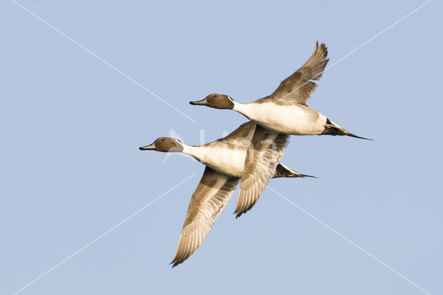 Northern Pintail (Anas acuta)