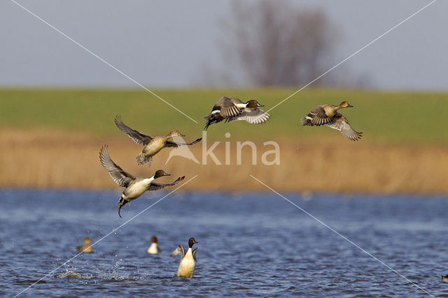 Northern Pintail (Anas acuta)