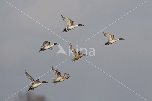 Northern Pintail (Anas acuta)