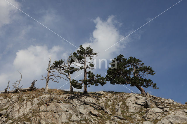 Pine tree (Pinus spec)
