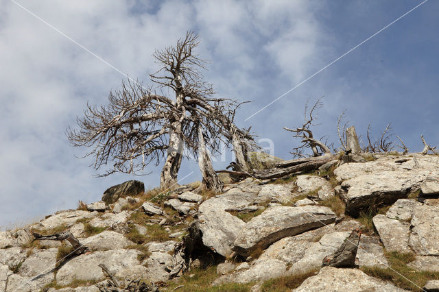 Pijnboom (Pinus spec)