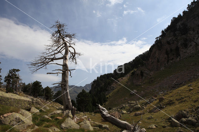 Pijnboom (Pinus spec)