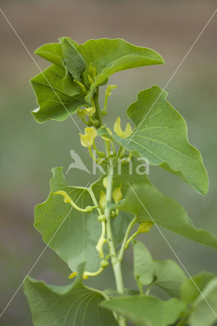 Birthwort (Aristolochia clematitis)
