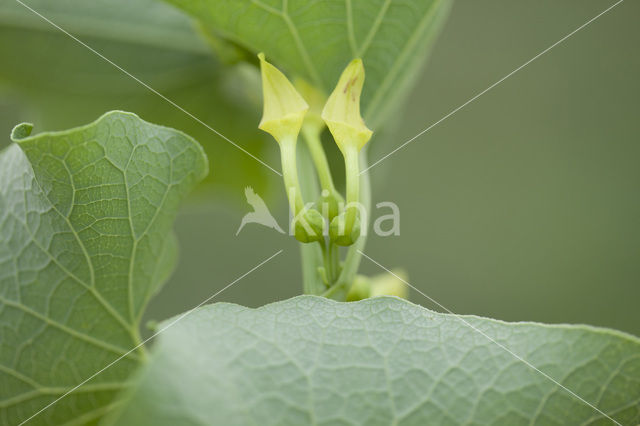 Birthwort (Aristolochia clematitis)