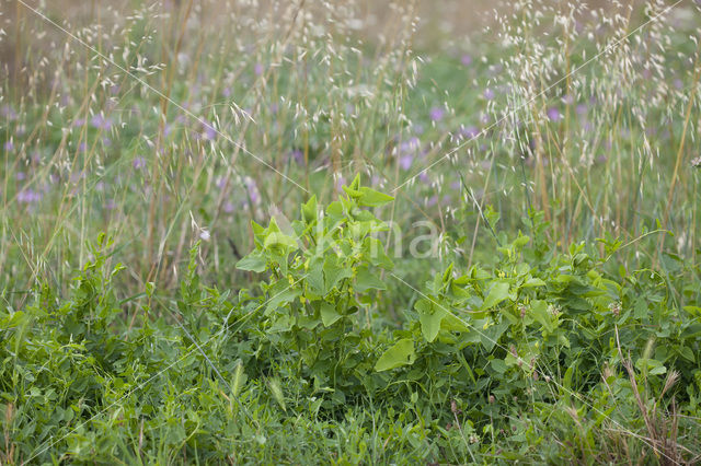 Birthwort (Aristolochia clematitis)