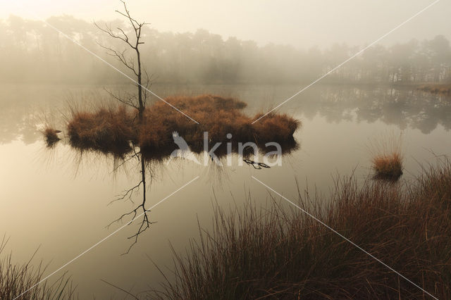 Purple Moor-grass (Molinia caerulea)