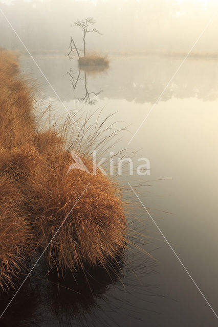 Purple Moor-grass (Molinia caerulea)