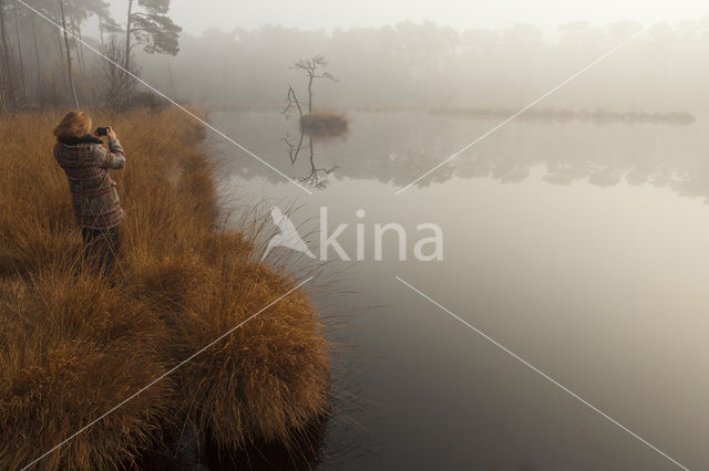 Purple Moor-grass (Molinia caerulea)