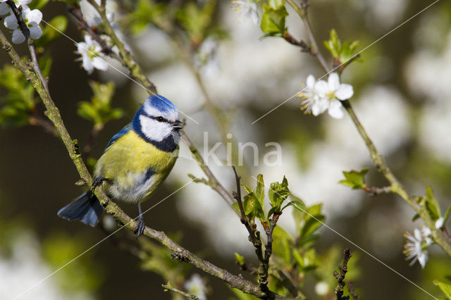 Blue Tit (Parus caeruleus)