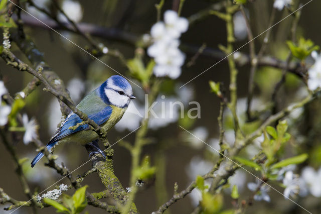 Pimpelmees (Parus caeruleus)