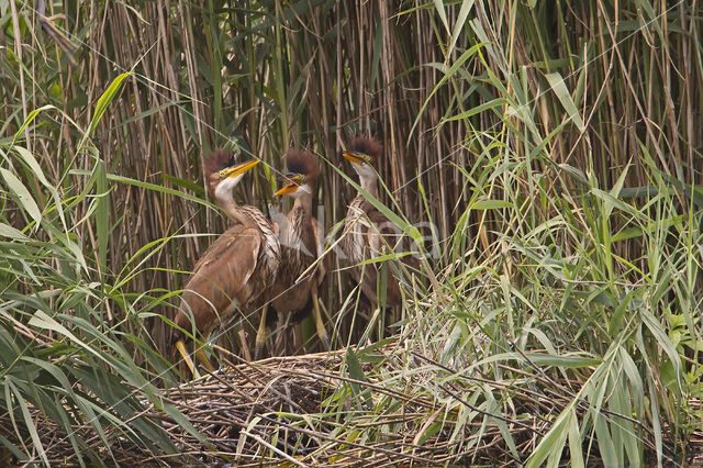 Purperreiger (Ardea purpurea)