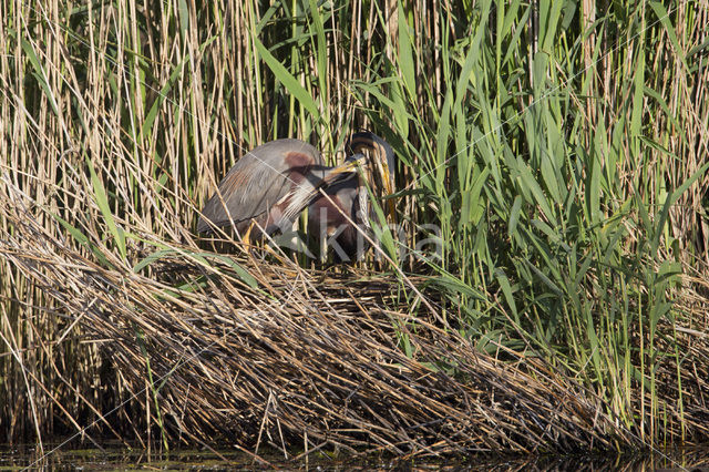 Purperreiger (Ardea purpurea)