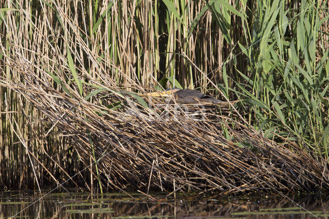 Purperreiger (Ardea purpurea)