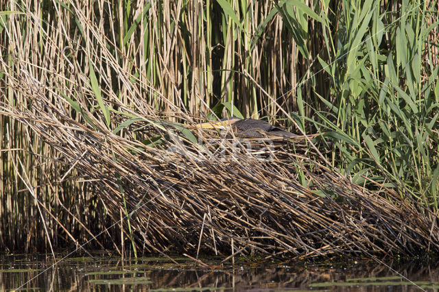 Purperreiger (Ardea purpurea)