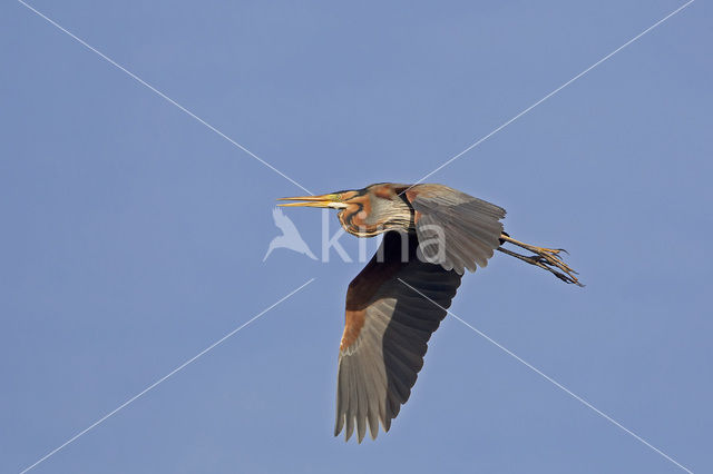 Purperreiger (Ardea purpurea)