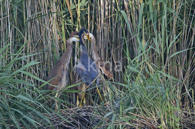 Purperreiger (Ardea purpurea)