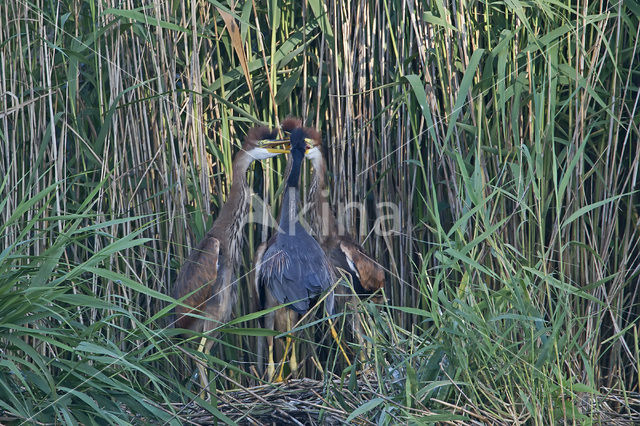 Purperreiger (Ardea purpurea)