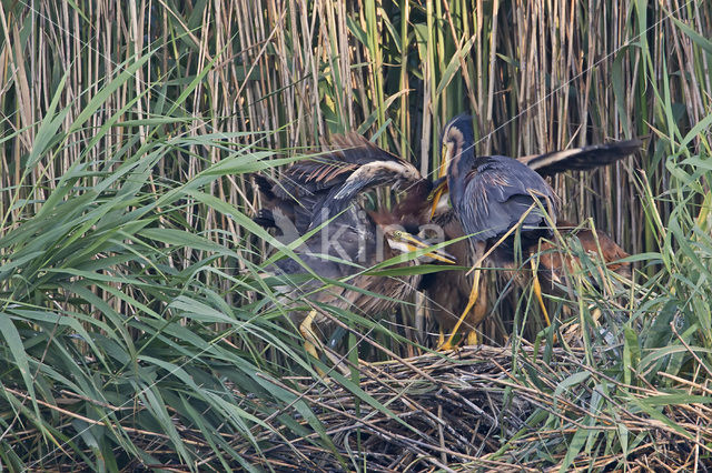 Purple Heron (Ardea purpurea)