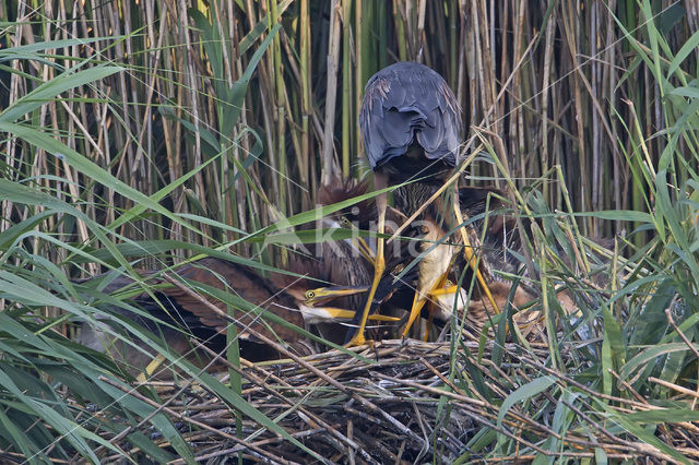 Purperreiger (Ardea purpurea)