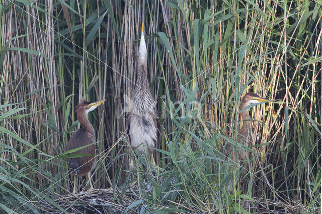 Purperreiger (Ardea purpurea)