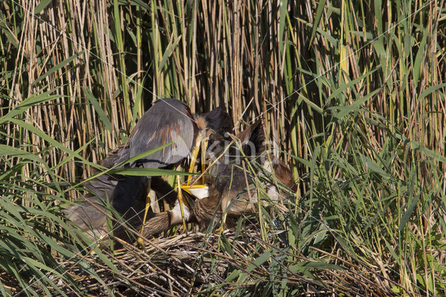 Purperreiger (Ardea purpurea)