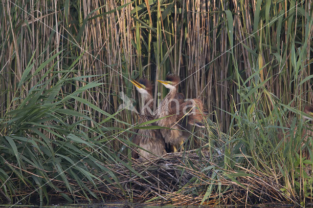 Purperreiger (Ardea purpurea)