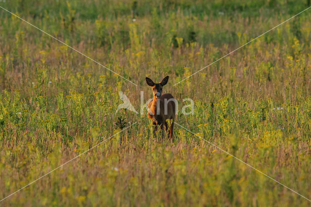 Roe Deer (Capreolus capreolus)