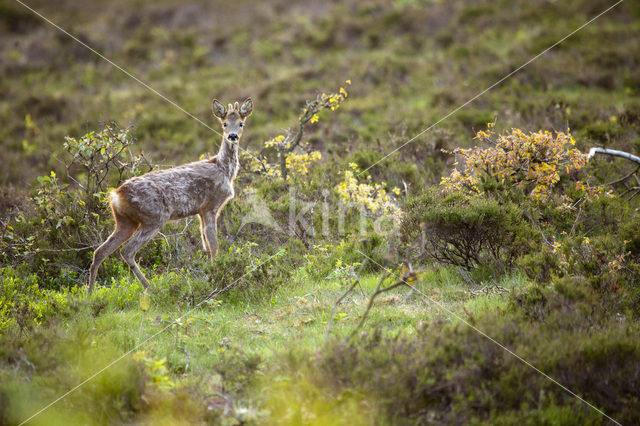 Roe Deer (Capreolus capreolus)