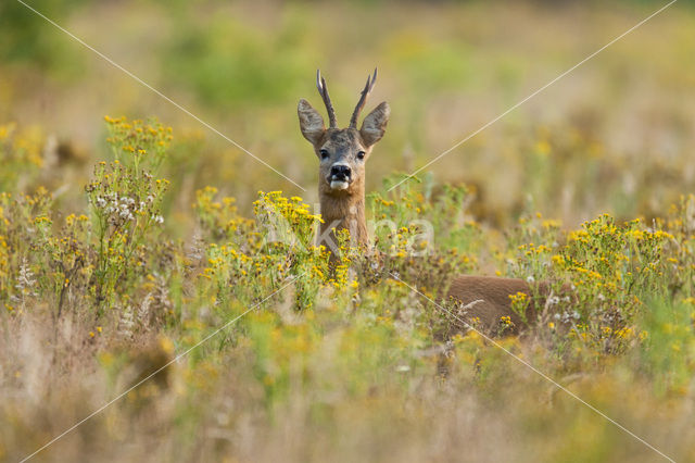 Roe Deer (Capreolus capreolus)