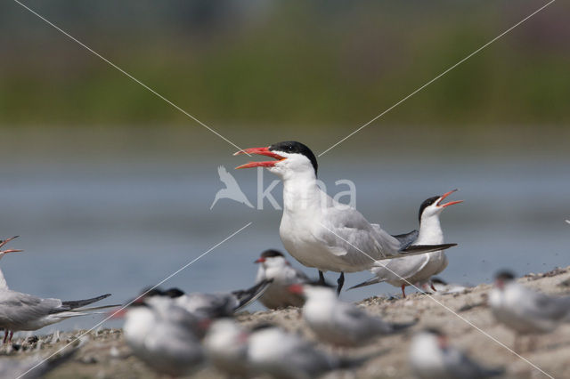 Caspian Tern (Sterna caspia)