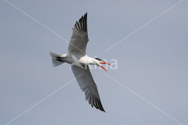 Caspian Tern (Sterna caspia)