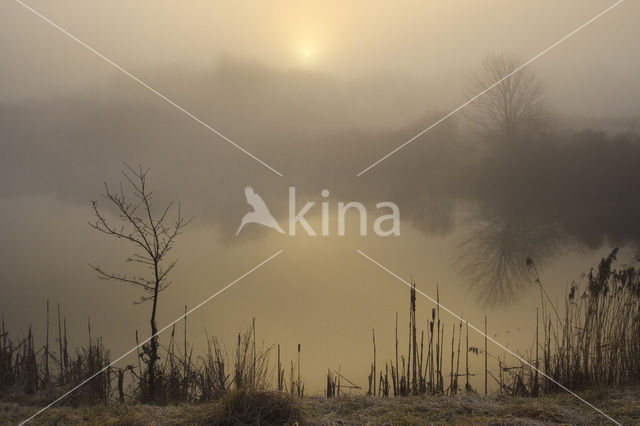 Riet (Phragmites australis)