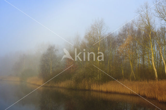 Riet (Phragmites australis)