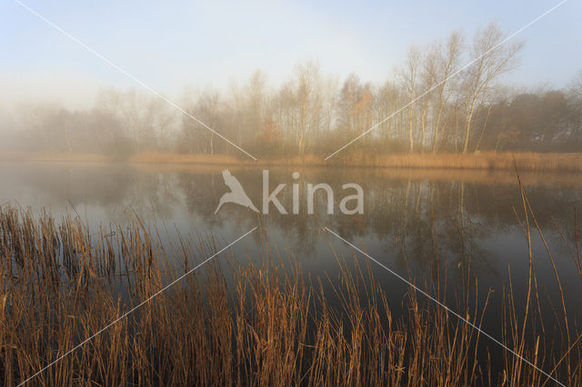 Riet (Phragmites australis)