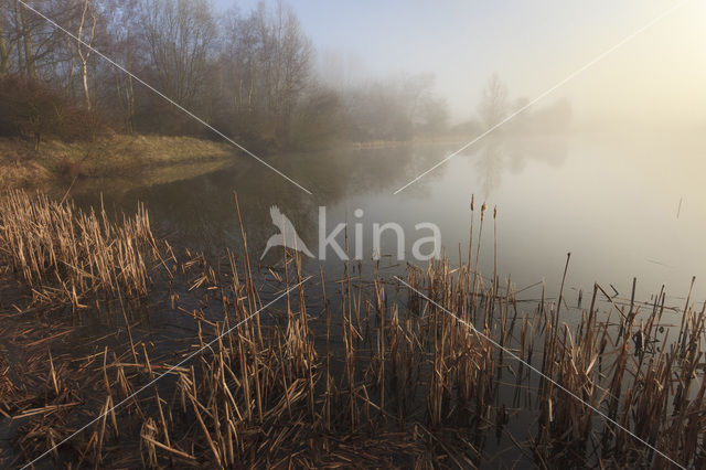 Riet (Phragmites australis)