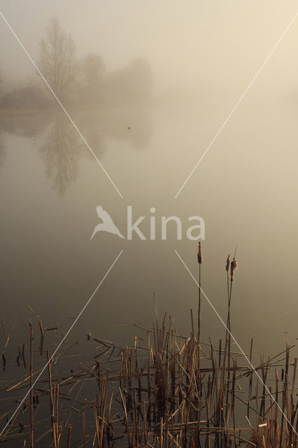 Riet (Phragmites australis)