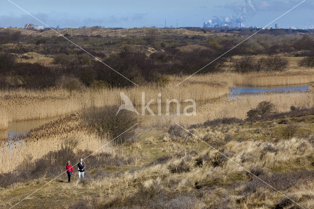 Riet (Phragmites australis)